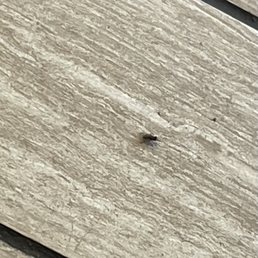 Lots of these little guys waiting. They must've ordered a pizza.