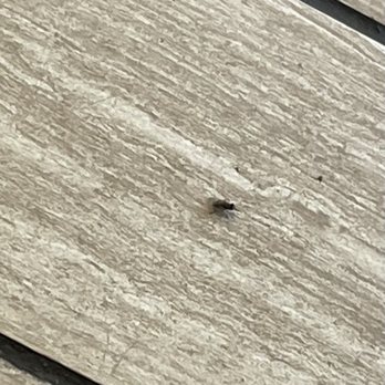 Little Caesar's Pizza - Lots of these little guys waiting. They must've ordered a pizza. - Pizza Near Me - Carlsbad, New Mexico