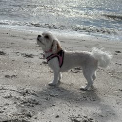Fort Desoto Dog Beach