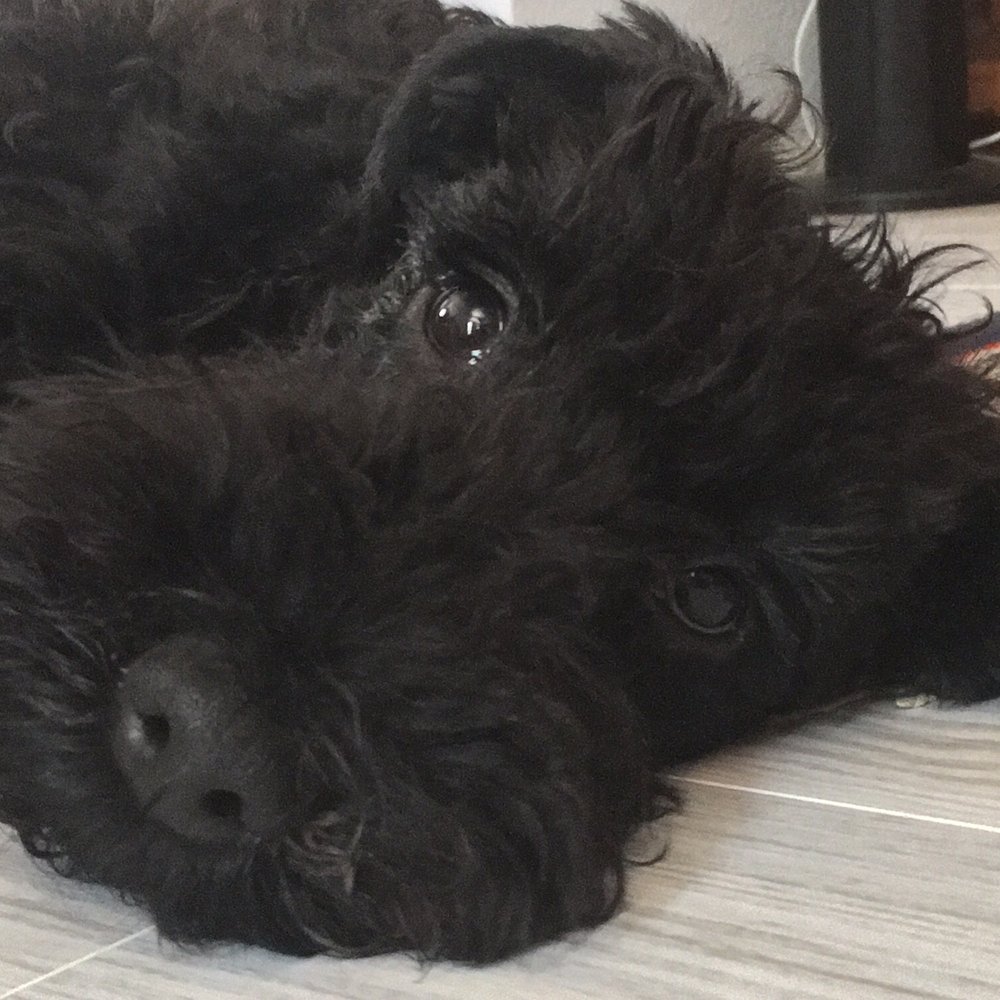 Soap-n-Suds - Sleepy but happy after grooming - Pet Groomers Near Me