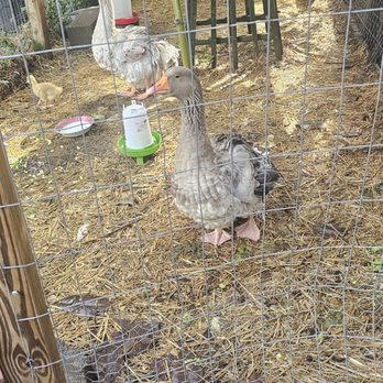 Leaping Lizard Cafe - Ducks - Cafes Near Me - Virginia Beach, Virginia