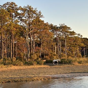 Salt Water Pony Tours - Boat Tours Near Me - Chincoteague, Virginia
