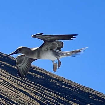 Holoholo Charters - A booby bird, hovering above the boat - Boating Near Me - Eleele, Hawaii