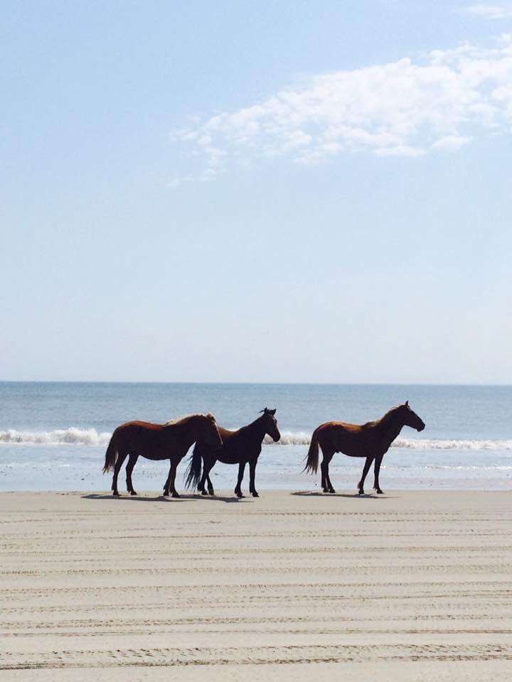 Back Beach Wild Horse Tours