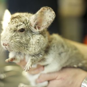 PD Dr. med. vet. Thomas Göbel on Yelp