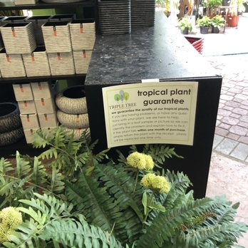 Triple Tree Nurseryland & Florist - Tropical Plant Guarantee - Nurseries & Gardening Near Me - Maple Ridge, British Columbia Triple Tree Nurseryland & Florist - Tropical Plant Guarantee - Nurseries & Gardening Near Me - Maple Ridge, British Columbia