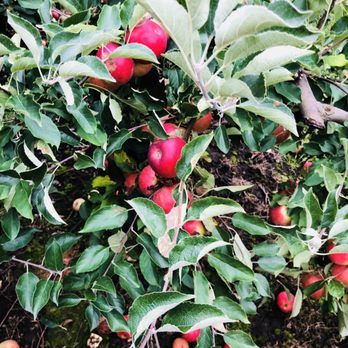 Holmberg Orchards - Fruits & Veggies Near Me - Gales Ferry, Connecticut
