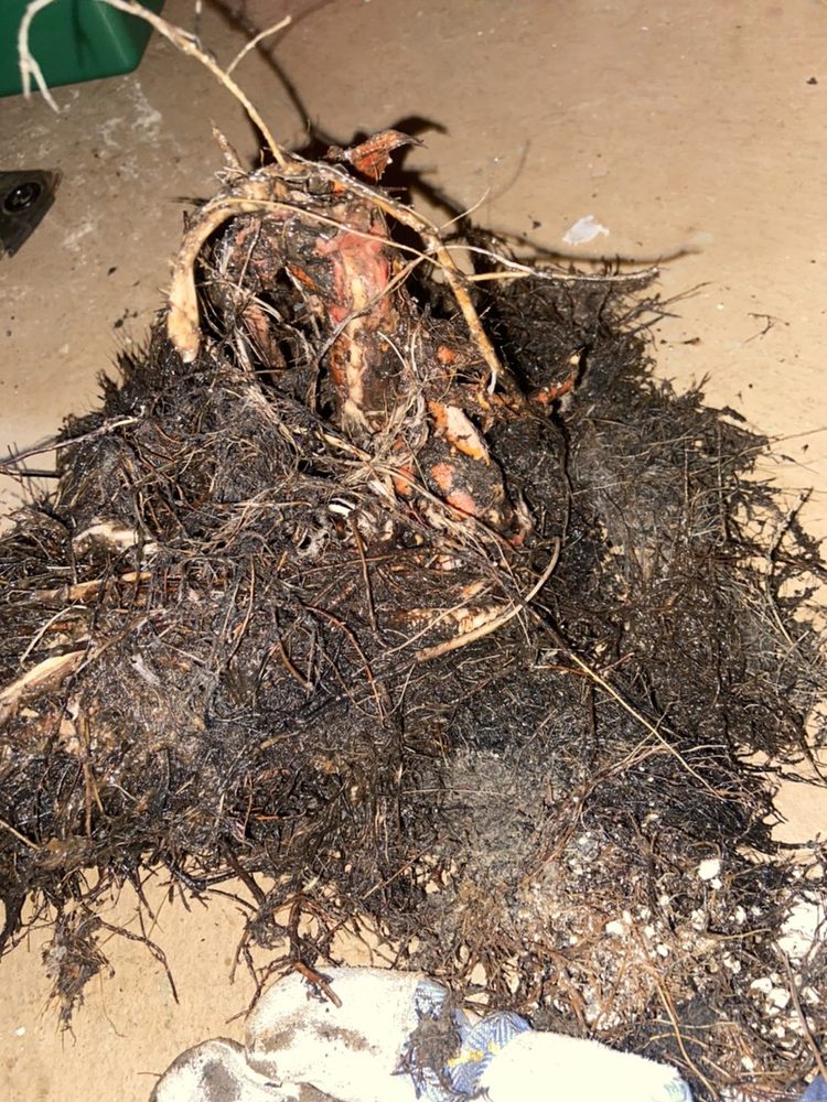 Slide of DC Annis Sewer