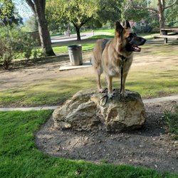 San Dimas Canyon Park - My boy looking for squirrels