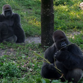 Gorilla Falls Exploration Trail - Amusement Parks Near Me - Lake Buena Vista, Florida