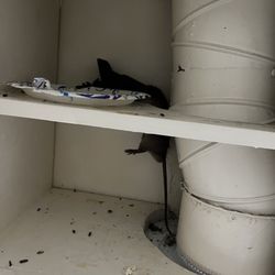 Dunlap & Magee - One of the rats that were in my unit for months
