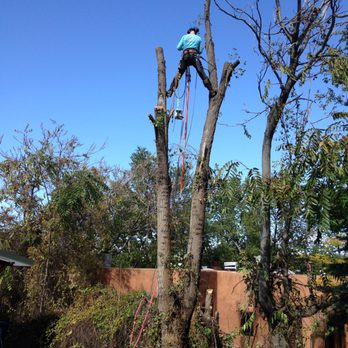Very Good Tree Service - Almost done removing a large Siberian Elm from a customers property. - Tree Services Near Me