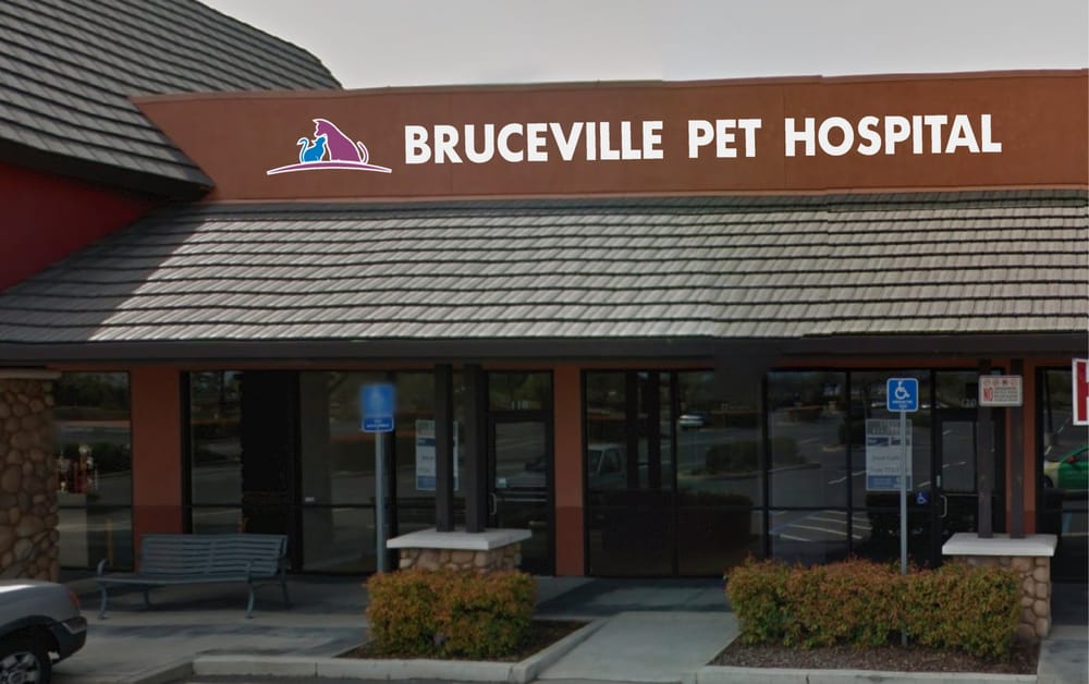 dog cage for large dog