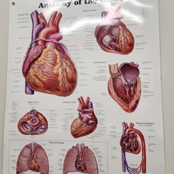 Elizabeth Dewey MD
