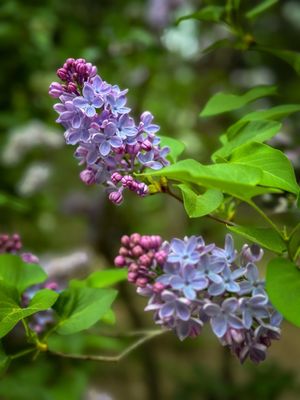 Descanso Gardens by null