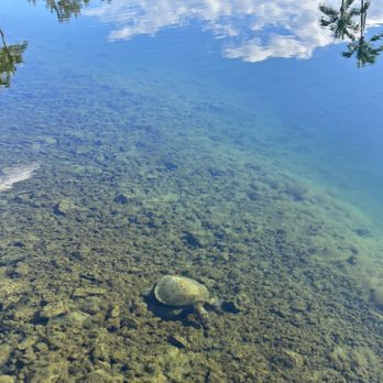 SCP Hilo Hotel - Turtle aka Honu - Hotels Near Me - Hilo, Hawaii