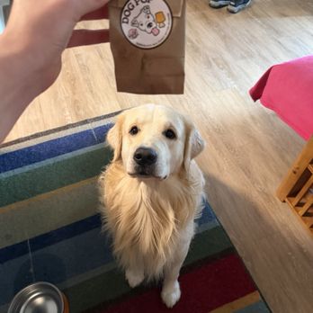 Foxtail Coffee - Puppy ice cream and Riley! - Coffee & Tea Near Me - Fort Myers, Florida Foxtail Coffee - Puppy ice cream and Riley! - Coffee & Tea Near Me - Fort Myers, Florida