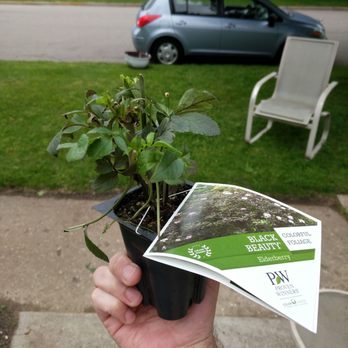 Hirt's Gardens - This is what a 3 gal. plant looks like to Hirt's. I wouldn't ever dream of doing this, but I was treated like trash after being ripped off. - Nurseries & Gardening Near Me - Wadsworth, Ohio Hirt's Gardens - This is what a 3 gal. plant looks like to Hirt's. I wouldn't ever dream of doing this, but I was treated like trash after being ripped off. - Nurseries & Gardening Near Me - Wadsworth, Ohio
