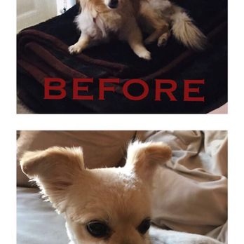 Pooch Pawlor Spa - No words! - Pet Groomers Near Me - Glendale, California Pooch Pawlor Spa - No words! - Pet Groomers Near Me - Glendale, California
