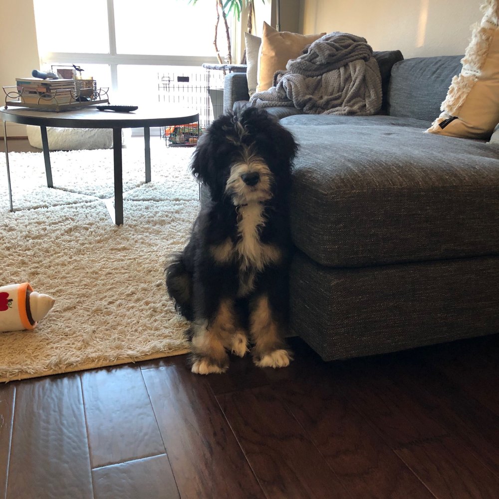 Karma Dog Training - Pet Training Near Me - Austin, Texas Karma Dog Training - Pet Training Near Me - Austin, Texas