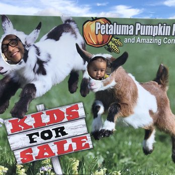 Petaluma Pumpkin Patch And Amazing Corn Maze - Having some fun - Pumpkin Patches Near Me - Petaluma, California Petaluma Pumpkin Patch And Amazing Corn Maze - Having some fun - Pumpkin Patches Near Me - Petaluma, California