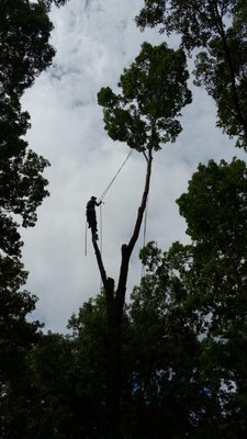 Tree Services - 45 years of experience. We specialize in decks & railings, fences & gates. Floor installation,
trash/junk removal & hauling. Landscaping & tree services. Call or text today to schedule an
estimate.