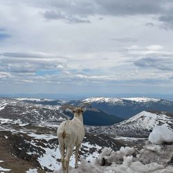 Mount Blue Sky Scenic Byway