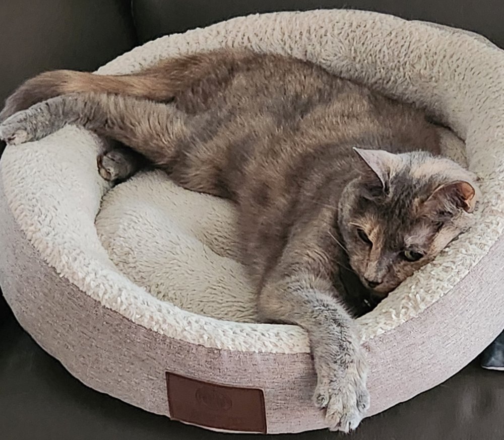 Pet Sitters Club Image