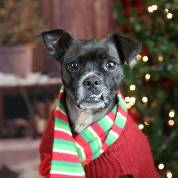 Upland Animal Shelter - Christmas 2015 - Animal Shelters Near Me - Upland, California