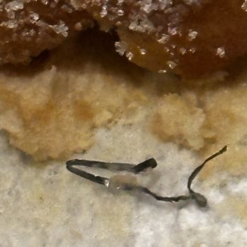 Dandee Donut Factory - Metal object found inside the sugar twist donut as I chewed. - Donuts Near Me - Pompano Beach, Florida Dandee Donut Factory - Metal object found inside the sugar twist donut as I chewed. - Donuts Near Me - Pompano Beach, Florida