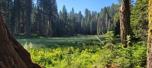 Tharp's Log by null
