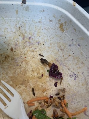 sweetgreen by null
