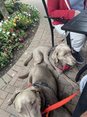 Ice House BBQ by null