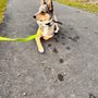 Photo of Paw & Order Dog Training