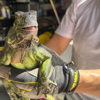 Royal Pest & Termite - Iguana Removal Service - Pest Control Near Me - Pembroke Pines, Florida Royal Pest & Termite - Iguana Removal Service - Pest Control Near Me - Pembroke Pines, Florida