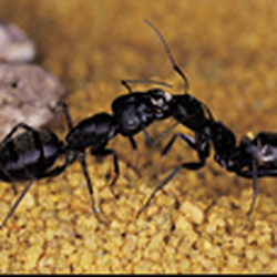 Environmental Services Pest Control