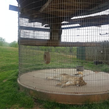 Chestatee Wild Life Preserve - White Tiger habitat. - Zoos Near Me - Dahlonega, Georgia