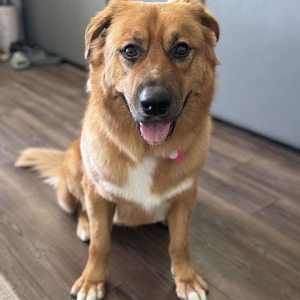 Mochi - happy dog