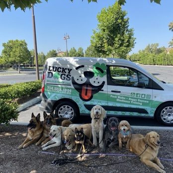 OC Lucky Dogs - Pet Training Near Me OC Lucky Dogs - Pet Training Near Me