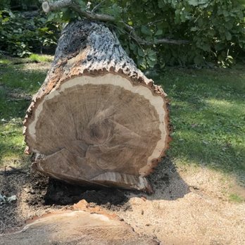New Growth Timber - Tree Services Near Me New Growth Timber - Tree Services Near Me