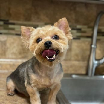 Inda House Grooming - A prime service at your home comfort! - Pet Groomers Near Me Inda House Grooming - A prime service at your home comfort! - Pet Groomers Near Me