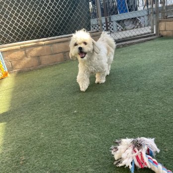 Staycation For Dogs - Pet Groomers Near Me - Vista, California