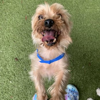 New Tampa Pet Resort - Pet Boarding Near Me - Lutz, Florida