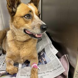Baxter Veterinary Clinic - Holly's update after being hospitalized for a week and eating very little.