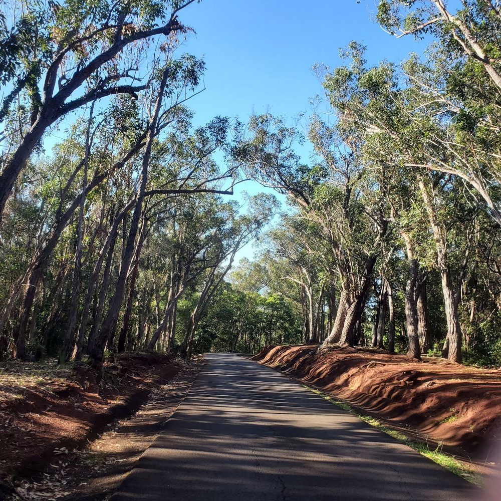 Aiea Loop Trail - Road to parking area - Hiking Near Me - Aiea, Hawaii