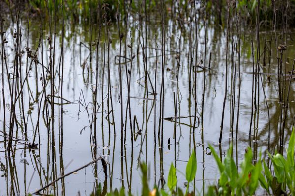 Laguna de Santa Rosa Trail by null
