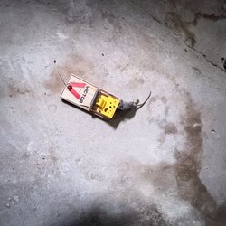 Mice/Out Pest Control