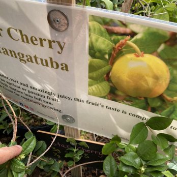 Shamus O'leary's Tropical Fruit Trees - Nurseries & Gardening Near Me - Phoenix, Arizona Shamus O'leary's Tropical Fruit Trees - Nurseries & Gardening Near Me - Phoenix, Arizona