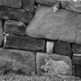Photo of Espalier Garden Solutions