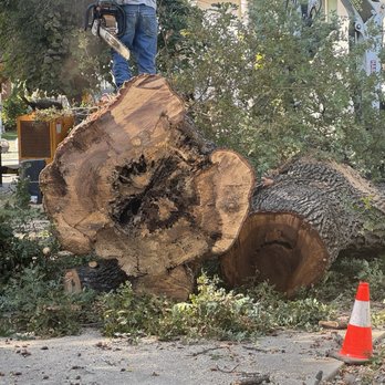 Bundy's Tree Service - Valley oak removal - Tree Services Near Me Bundy's Tree Service - Valley oak removal - Tree Services Near Me
